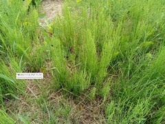 Equisetum arvense