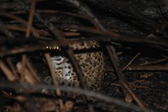 Prionailurus bengalensis