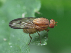 Minettia inusta