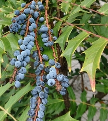 Berberidinae