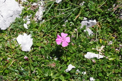 Dianthus alpinus