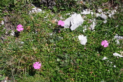 Dianthus alpinus