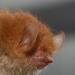 Tube-nosed Bats - Photo (c) Manuel Ruedi, some rights reserved (CC BY-NC), uploaded by Manuel Ruedi