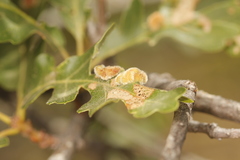 Aceria trichophila