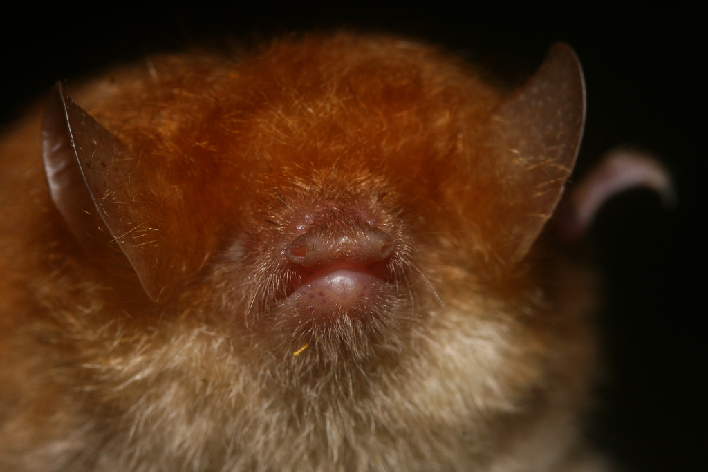 Round-Eared Tube-Nosed Bat