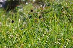 Carex atrata