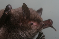 Myotis laniger