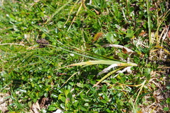 Carex atrata