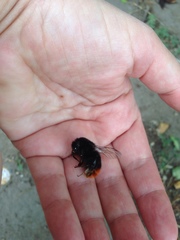 Bombus lapidarius