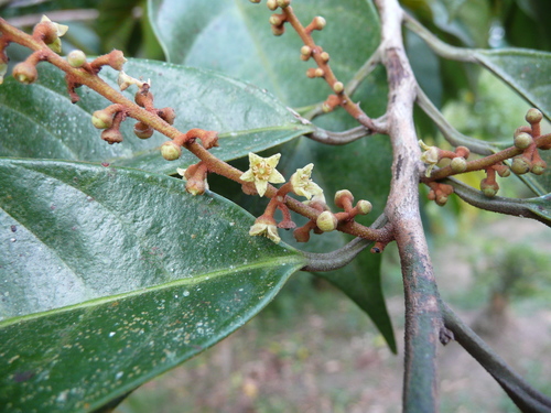 African walnut (Coula edulis)