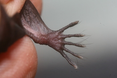Myotis laniger