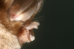 Rhinolophus macrotis