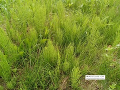 Equisetum arvense