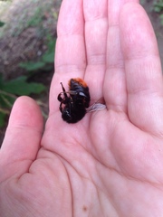 Bombus lapidarius