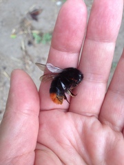 Bombus lapidarius