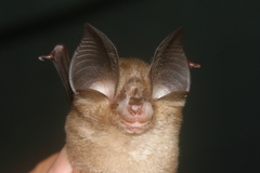 Rhinolophus macrotis
