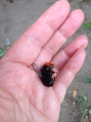 Bombus lapidarius
