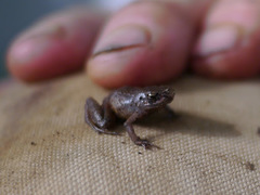 Arthroleptis sylvaticus