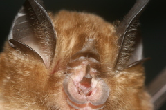 Rhinolophus lepidus