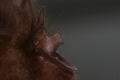 Rhinolophus affinis