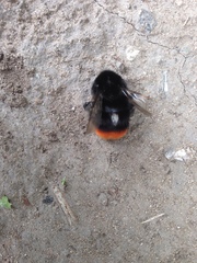 Bombus lapidarius