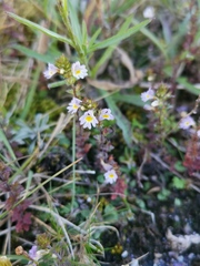 Euphrasia micrantha