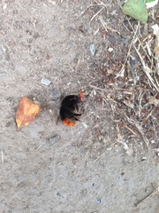 Bombus lapidarius