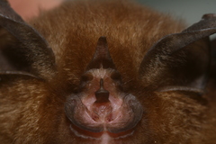 Rhinolophus affinis
