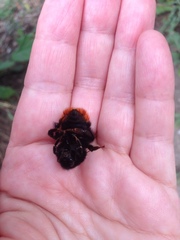 Bombus lapidarius