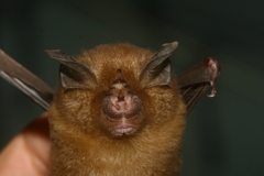 Rhinolophus affinis