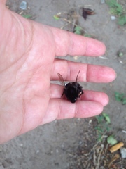 Bombus lapidarius