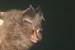 Rhinolophus pearsonii
