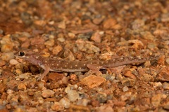 Rhynchoedura