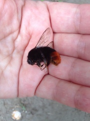 Bombus lapidarius