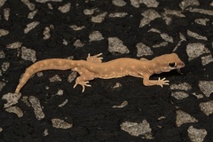 Rhynchoedura