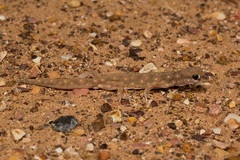 Rhynchoedura