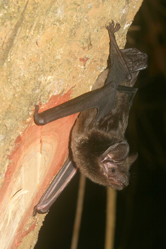Great Evening Bat (Ia io) — Near Threatened Mammalia