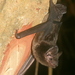 Great Evening Bat - Photo (c) Manuel Ruedi, some rights reserved (CC BY-NC), uploaded by Manuel Ruedi