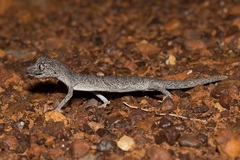 Strophurus krisalys