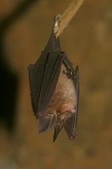 Rhinolophus lepidus