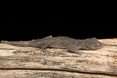 Strophurus krisalys