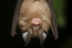 Rhinolophus lepidus