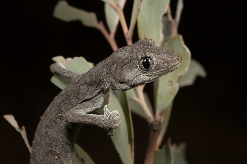 Kristin's Spiny-tailed Gecko, Strophurus krisalys