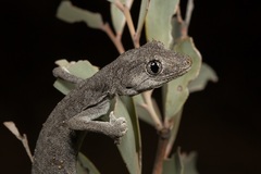 Strophurus krisalys