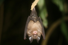Rhinolophus lepidus