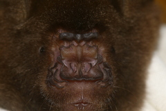 Hipposideros armiger