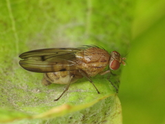 Minettia inusta