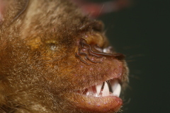Hipposideros larvatus