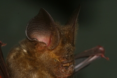 Hipposideros larvatus