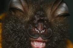 Rhinolophus luctus